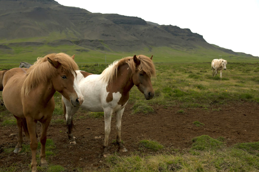 Cavalli islandesi al pascolo su un altopiano erboso nella regione di Westfjords, Islanda.

