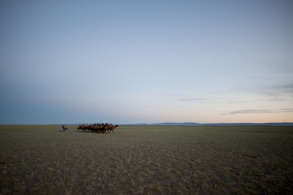 Mandria di cammelli nel deserto del Gobi al tramonto con cielo limpido
