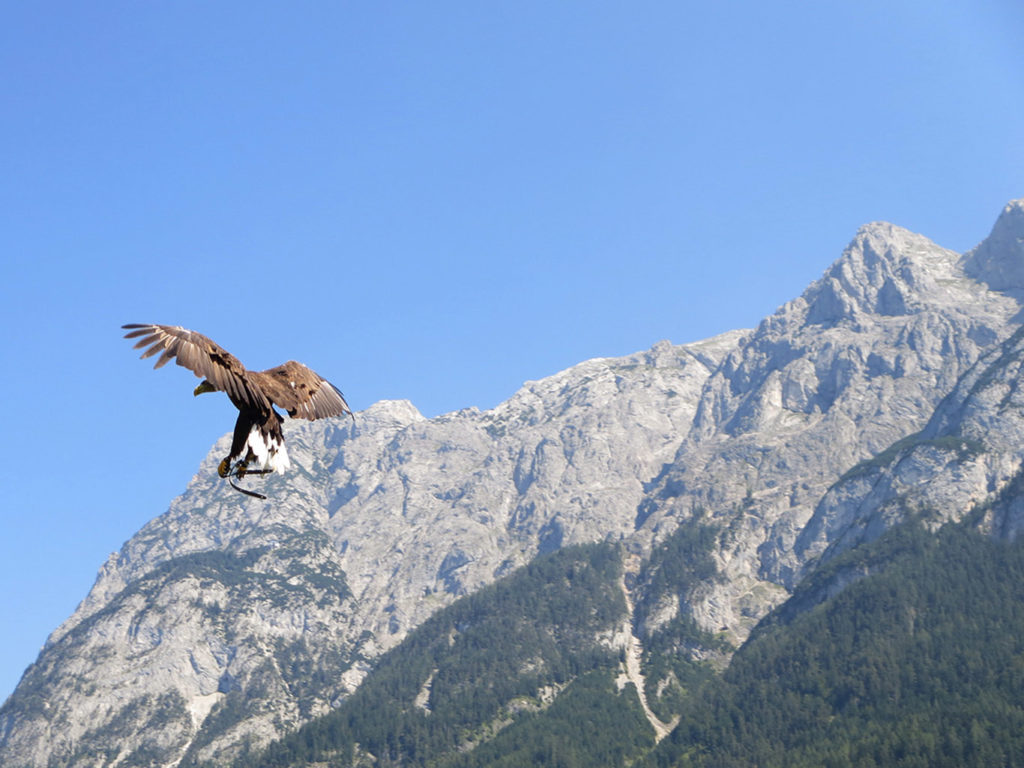 Spettacoli di Falconeria