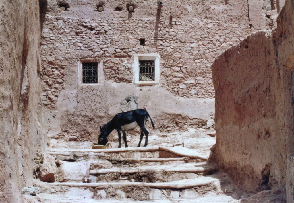 Scalinata in pietra con un asino tra le antiche mura della Kasbah di Aït Ben Haddou, Patrimonio UNESCO in Marocco.