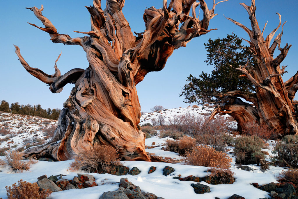 Grande albero con il fusto intrecciato in California con poca neve alle sue pendici.