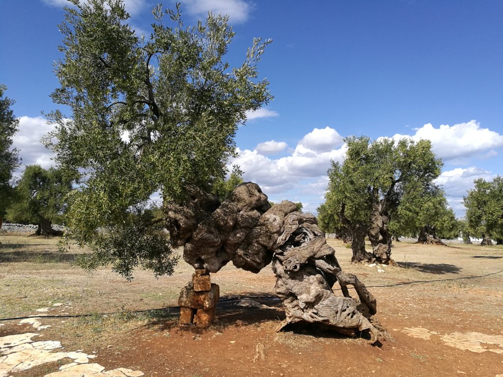 Uliveto in Puglia con cielo blu e terra rossa.