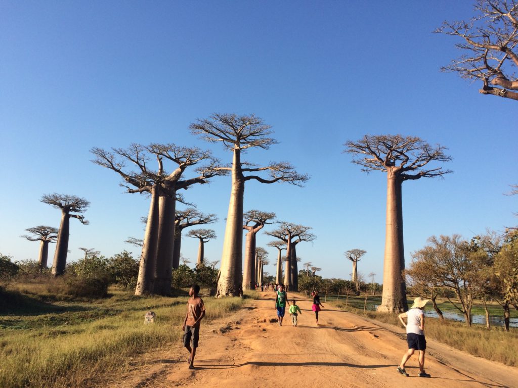 Persone africane e una turista che camminano in una strada di terra rossa abbattuta con grandi baobab alle spalle.