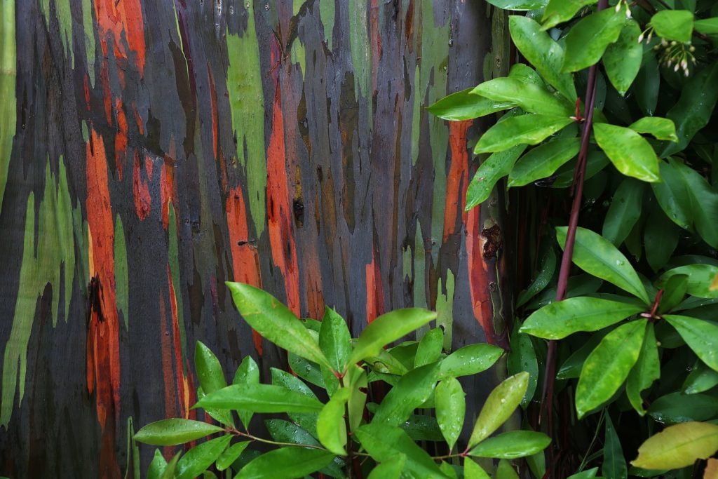 Dettaglio di foglie verdi brillanti e della corteccia colorata verde e rossa di un eucalipto arcobaleno delle hawaii.