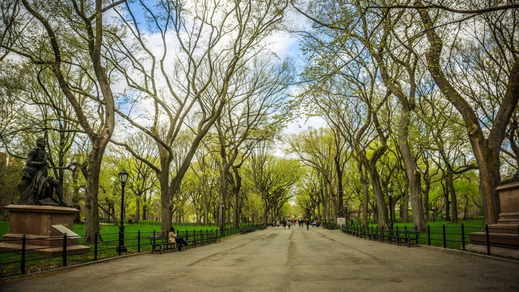 Viale di olmi maestosi a Central Park.