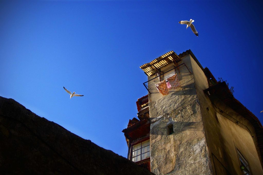Gabbiani in volo sopra una torre storica a Porto, Portogallo, sotto cielo azzurro