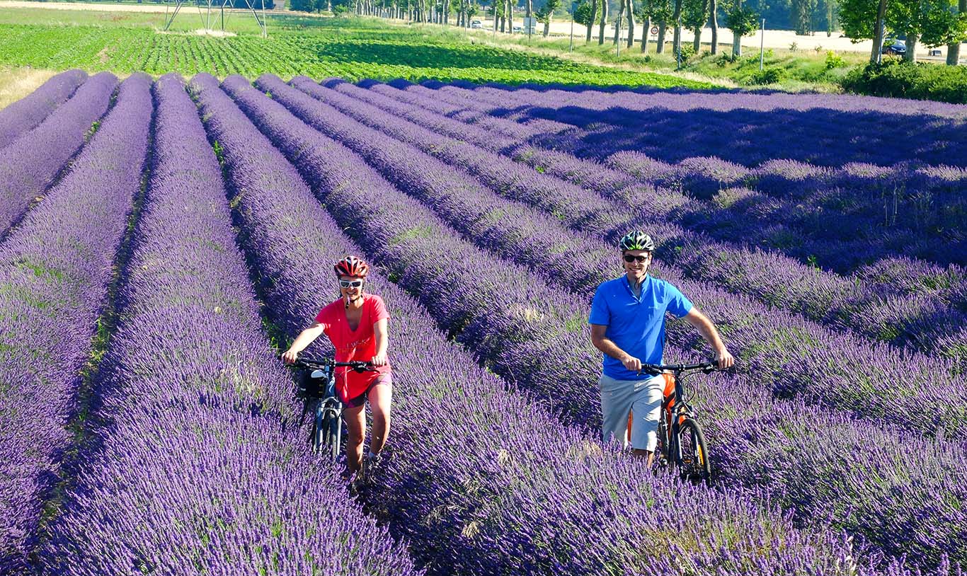 Due ciclisti che attraversano un campo di lavanda