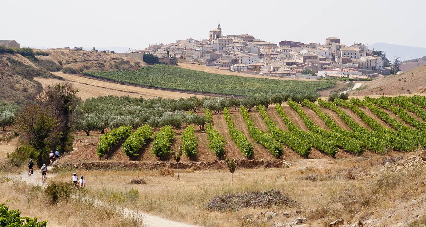 Panorama rurale con vista su un vigneto e borgo in lontananza