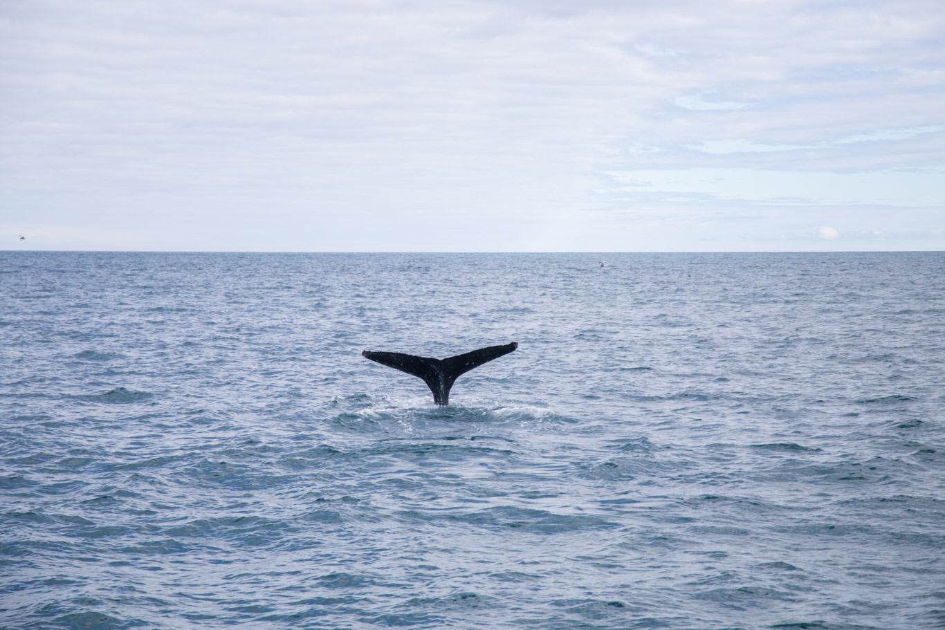 Coda di una balena nel mare in Islanda