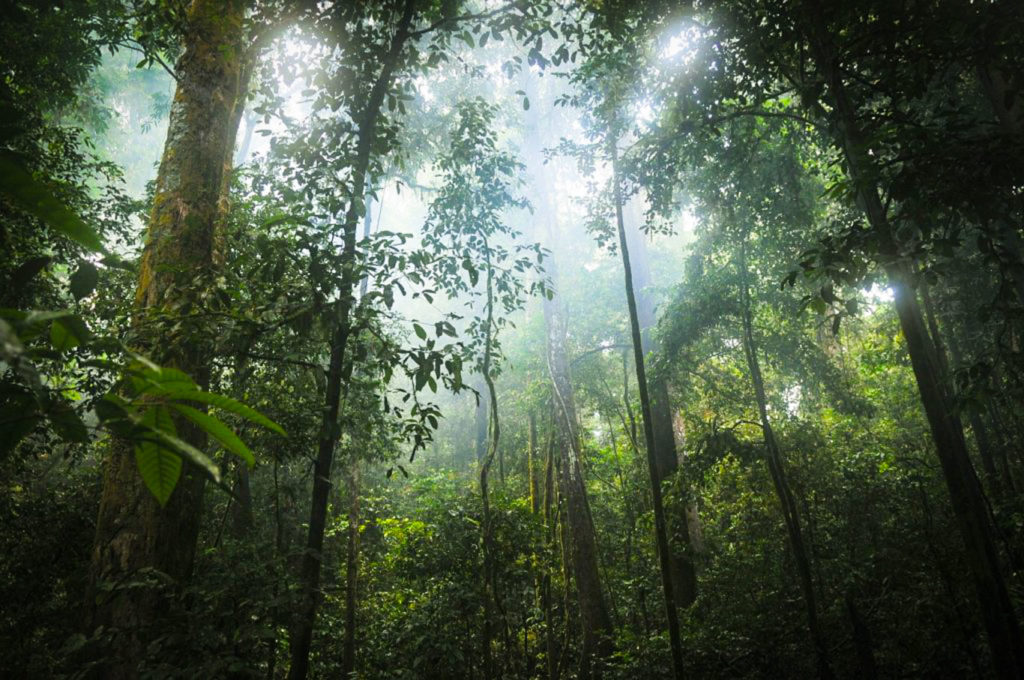 Luce solare che filtra tra la vegetazione di una foresta in Cambogia