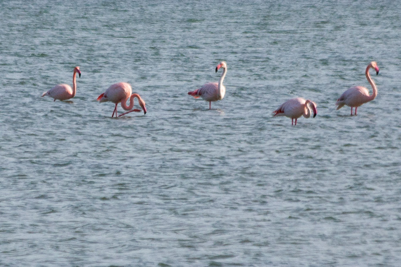 Fenicotteri rosa nello stagno di Cabras vicino Oristano