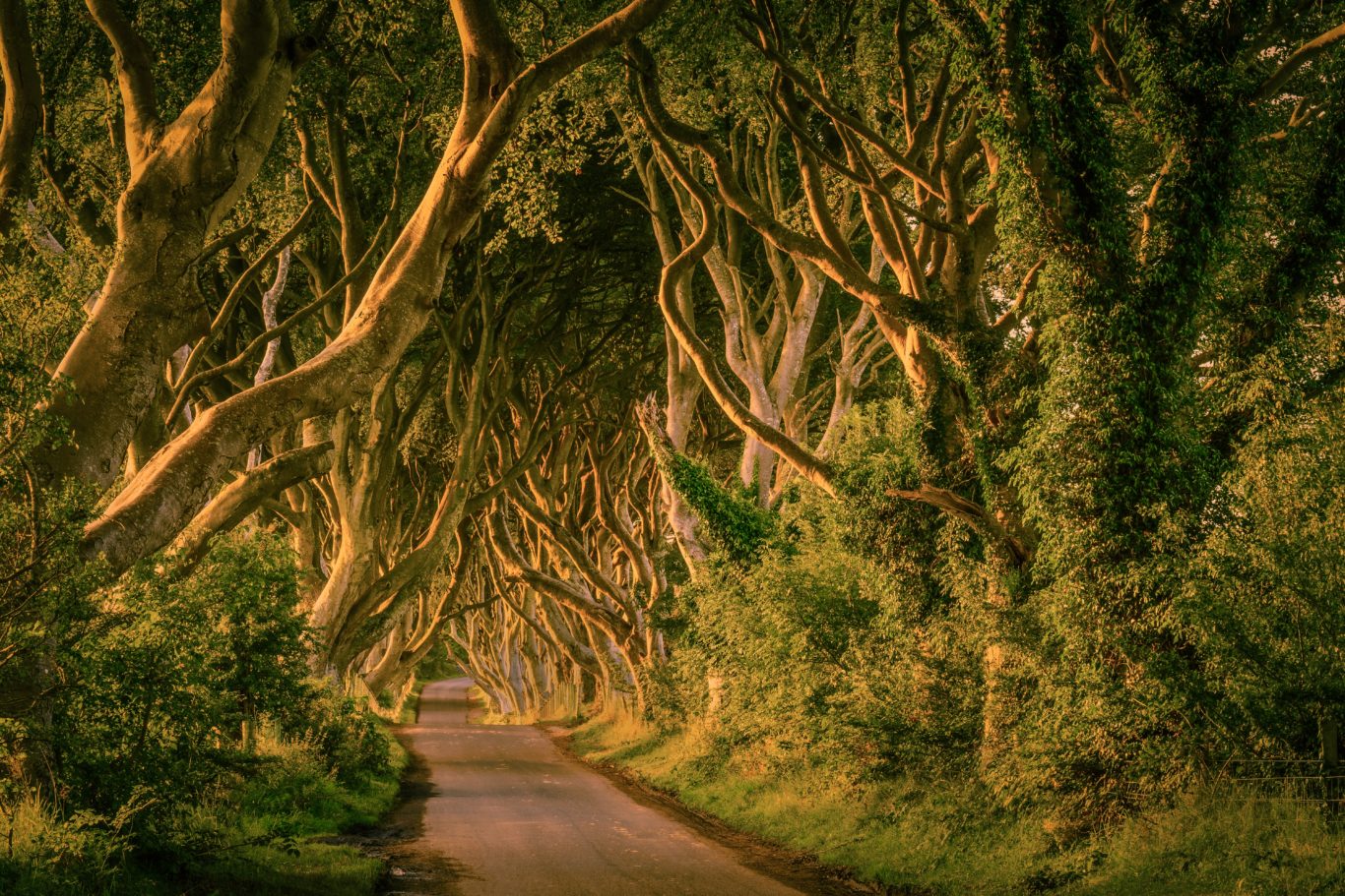 Viale alberato di Dark Hedges, con tronchi di alberi intrecciati 