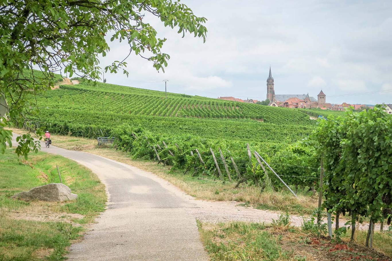 Alsazia in bici dettagli della ciclabile tra i vigneti