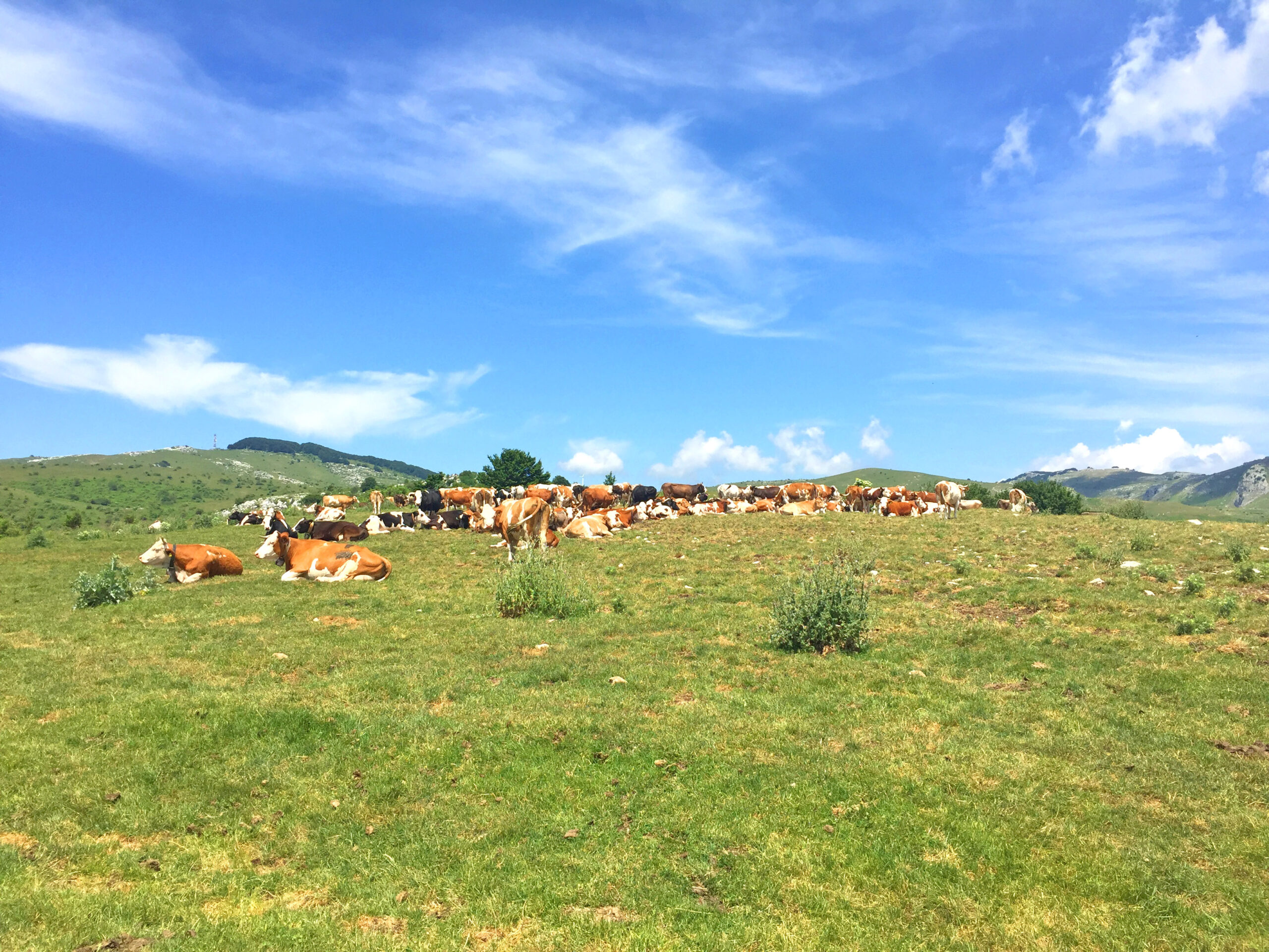 Mandria di mucche al pascolo in una giornata soleggiata