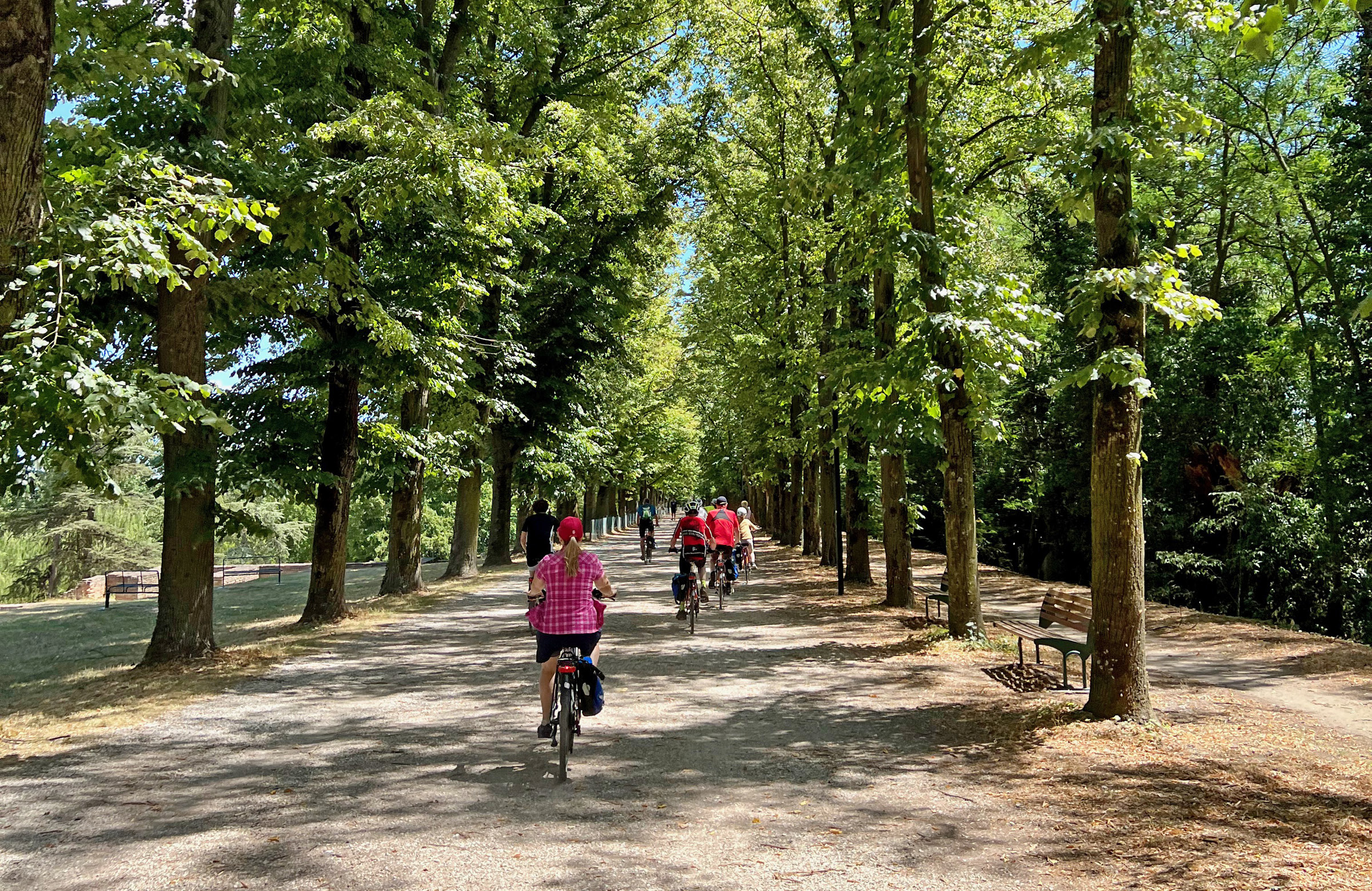 Tree-lined avenue with people pedaling