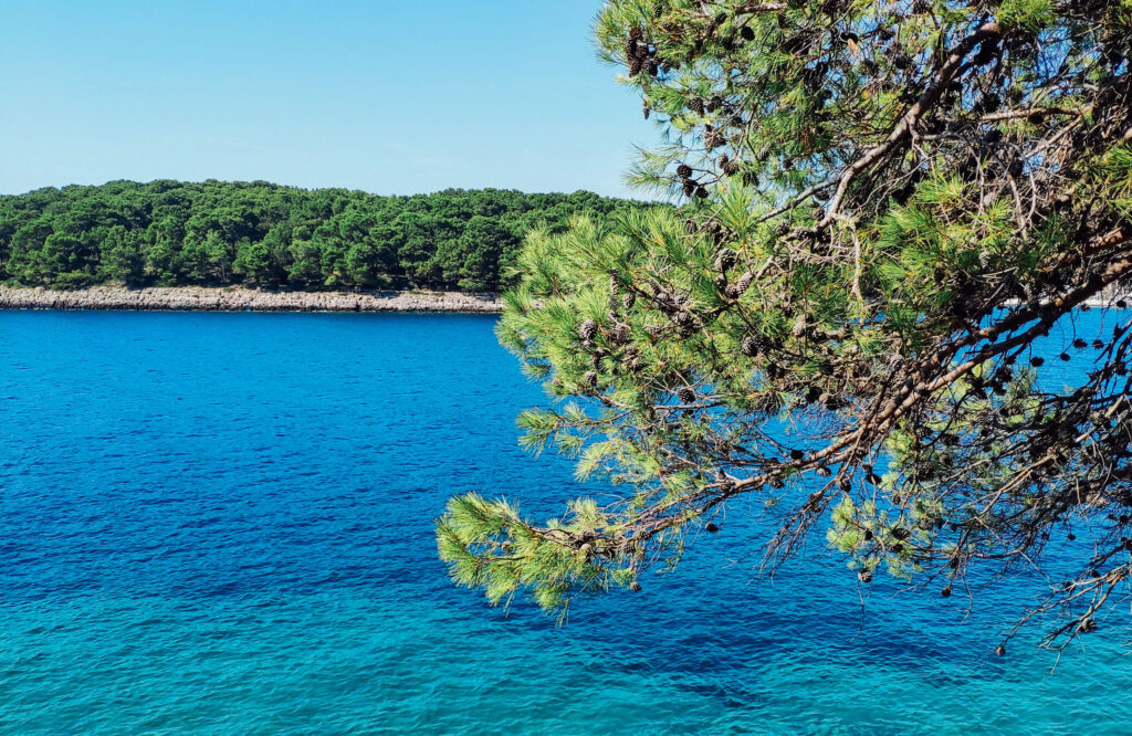 Immagine rami e mare turchese e blu di Lussino.