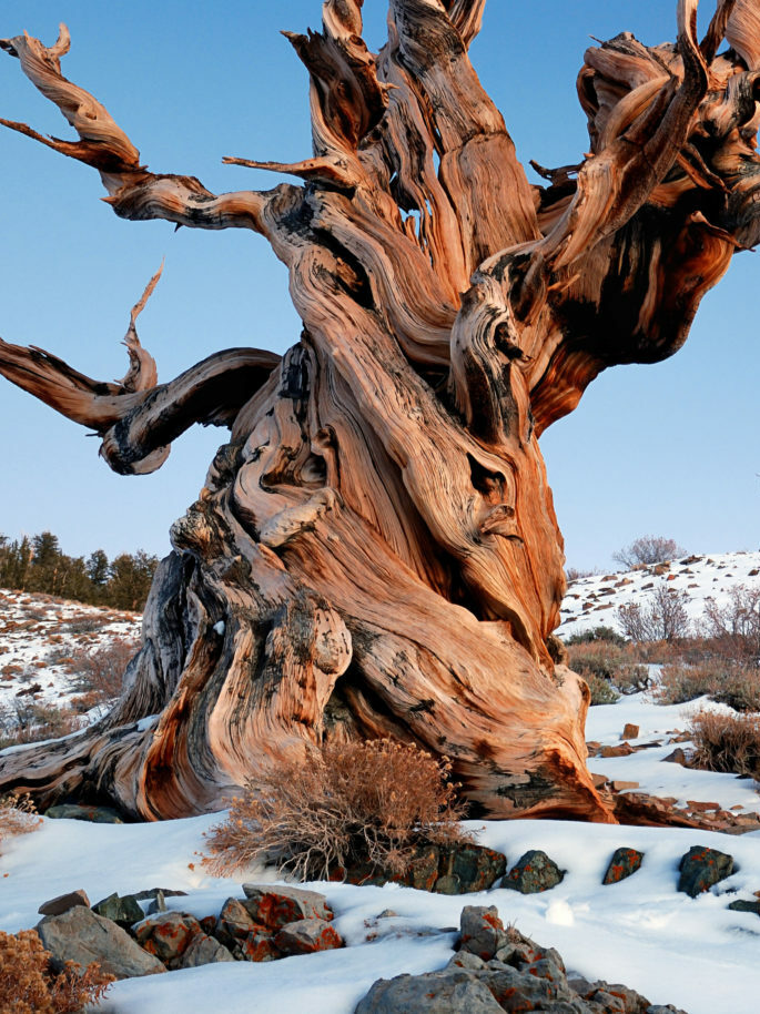 Grande albero con il fusto intrecciato in California con poca neve alle sue pendici.