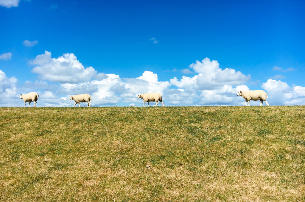 Sheep grazing on green meadows in the Netherlands.