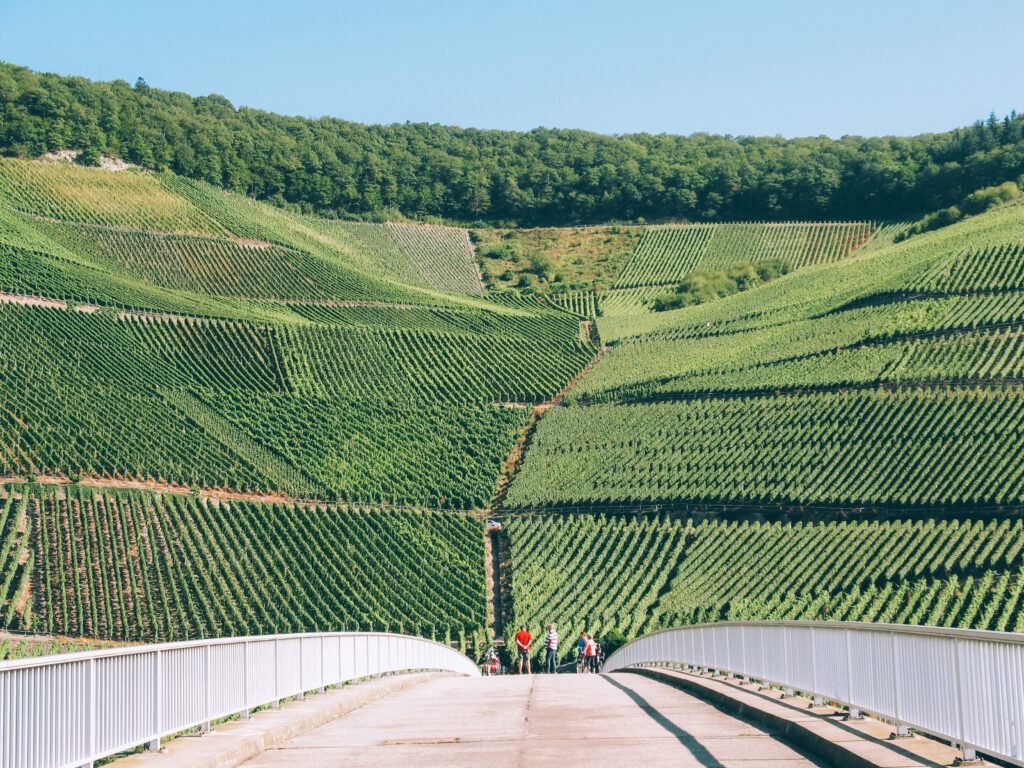 Steep terraced Moselle vineyards with cyclists on a path below, wine cycling route Germany