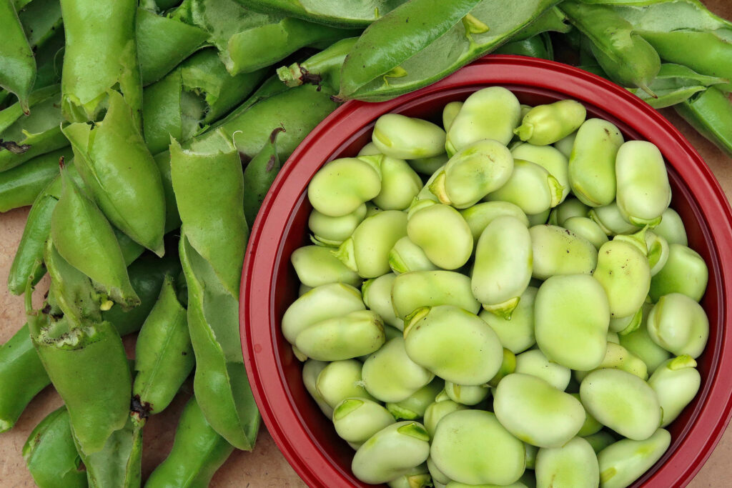 Fresh fava beans used in Salento's traditional fave e cicoria